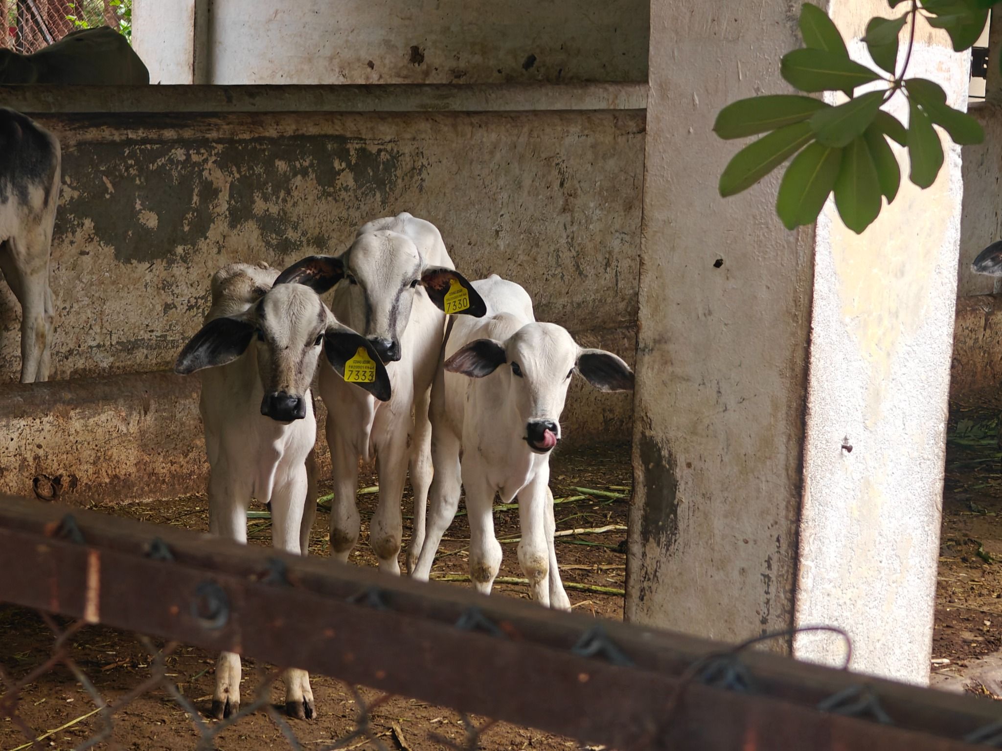 Livestock Farm MAFSU Subcentre Deoni Cattle and Calves Unit2